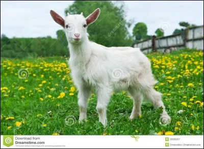 Comment s'appelle cet animal ?