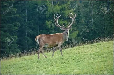 Comment s'appelle cet animal ?