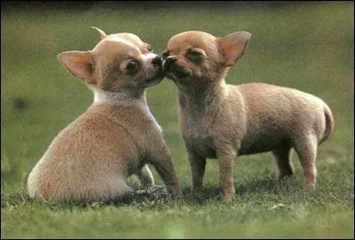 On ne dit pas un ''chiwawa'' mais: