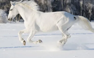 Quiz Galop 1