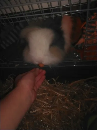 Combien de temps par jour, le lapin doit-il &ecirc;tre en libert&eacute; ?