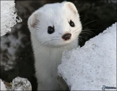 Quel est cet animal ?