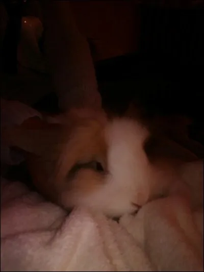 A quelle saison peut-on sortir son lapin ?