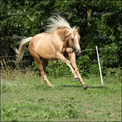 De quelle robe est ce cheval ?