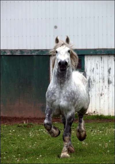 Quelle est cette race ?