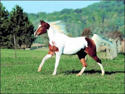 Quelle est cette robe ?