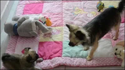 À quel âge la femelle chihuahua peut-elle avoir une saillie ?