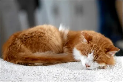 Combien d'heures par jour le chat dort-il ?