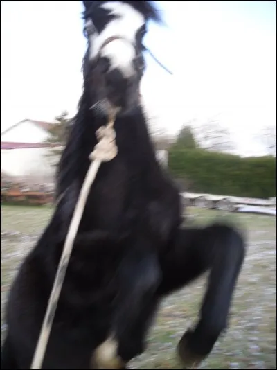 Quand le poney lève ses membres (antérieurs) de devant, il :