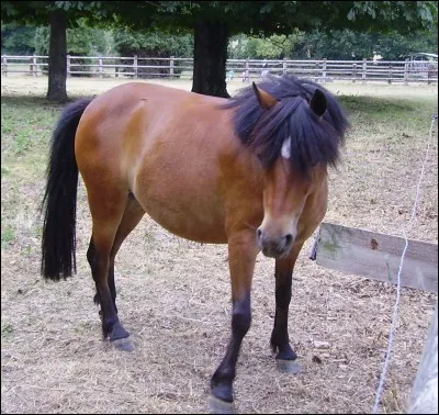 Ce poney est :
