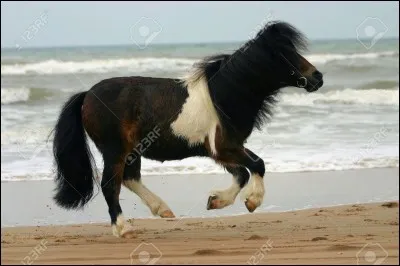 Ce poney est :