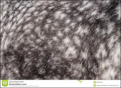 Quelle est cette robe ?