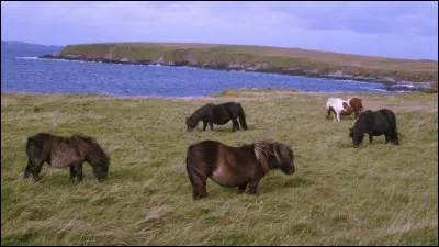 Ces poneys sont des :