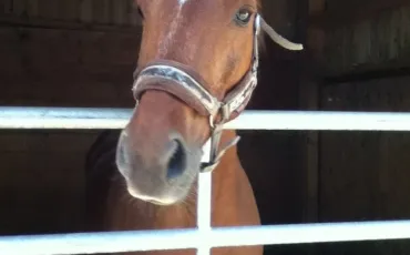 Quiz Galop 1