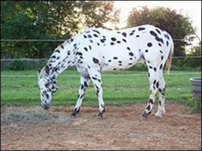 Quelle est la robe de ce cheval ?