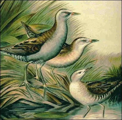 C'est un sportif d&eacute;butant mais aussi un terme affectueux.