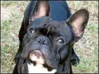 Suis-je franais ou anglais?