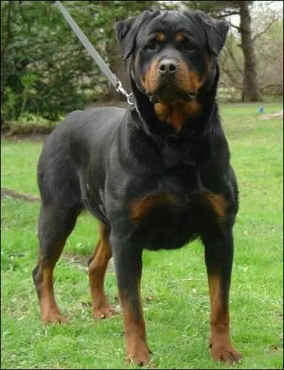 Suis-je un rottweiller ou un bas rouge?