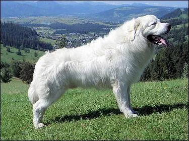 Suis-je un terre neuve?