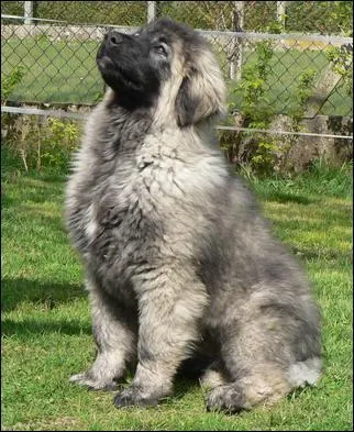 Je suis un saint bernard !