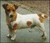 Je suis le jack russel terrier !
