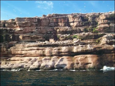 Non loin de là, voici l'île Bonaventure. Elle est célèbre pour abriter d'immenses colonies d'oiseaux. De quelle espèce ceux-ci sont-ils ?