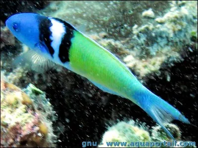 La girelle est un poisson, mais aussi une poterie !