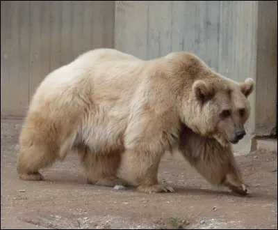 Un ours blanc peut avoir des petits avec une femelle grizzly et vice-versa !