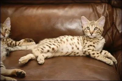 C'est en croisant le chat domestique et le caracal que l'on obtient le chat savannah !