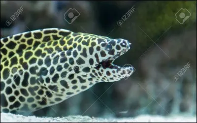 Dans les mers tropicales, les mur&egrave;nes font parfois alliance avec d'autres poissons pour chasser !