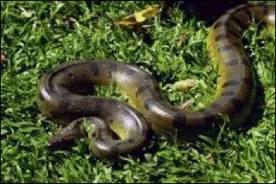 Il existe cinq esp&egrave;ces diff&eacute;rentes d'anacondas !