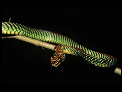 Un serpent peut voler en planant !