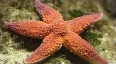L'étoile de mer n'a pas de cerveau.