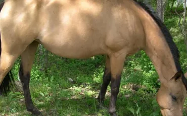 Quiz Galop 1