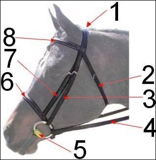 Quiz Chevaux