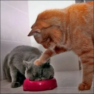 Si ta m&egrave;re oublie ton repas...