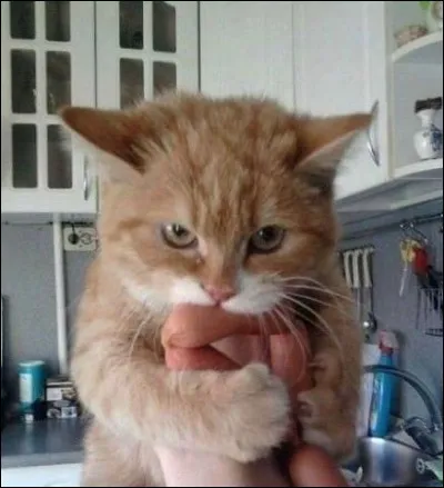 Si l'on te demande ce que tu veux pour ton anniversaire, que r&eacute;ponds-tu ?