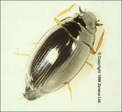 Quel est cet insecte ?