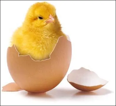 On ne dit pas ''un poussin'' mais: