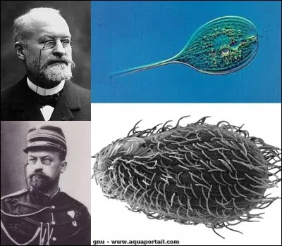 Allons près de « l'hôpital du Val de Grâce » sur la « place Louis-Alphonse Laveran » !
Laveran est un pionnier de la médecine. En 1907, il reçoit le prix Nobel de physiologie ou de médecine pour une découverte faite, en 1880, qui va révolutionner la médecine.
Quelle est cette découverte ?