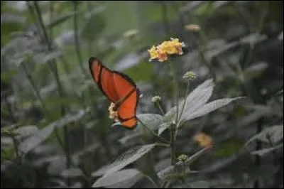 Agrume vous consommerez.