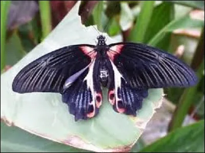 Nichet qui incite la poule à pondre.