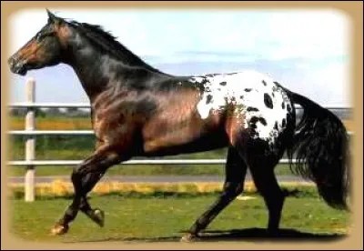 Quelle est sa robe ?