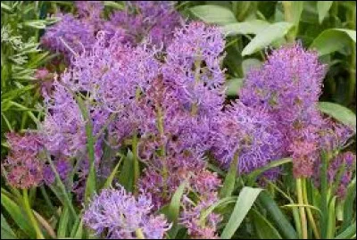 Ce sont des muscaris.