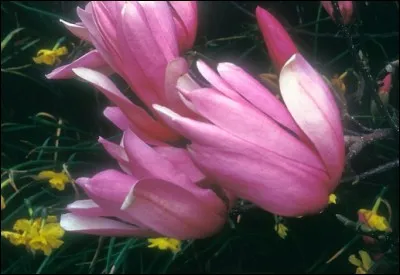 Quelles sont ces fleurs ?