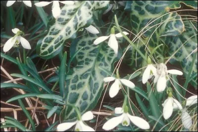 Que sont les plantes en forme de langue ?