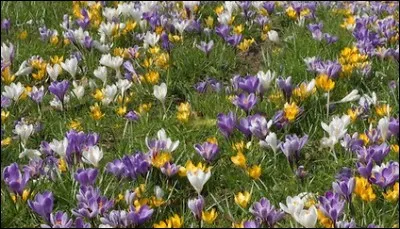 Voilà carrément une prairie ! Que sont ces fleurs aux couleurs variées.