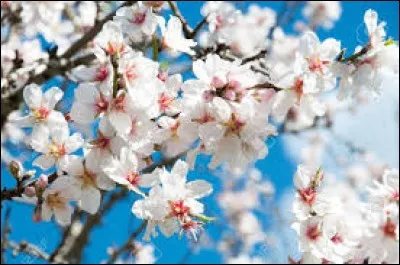 Cet arbre est le bel amandier en fleurs.
