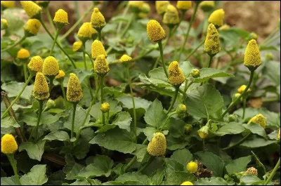 Ces fleurs sont celles de légumes que l'on nomme brèdes.