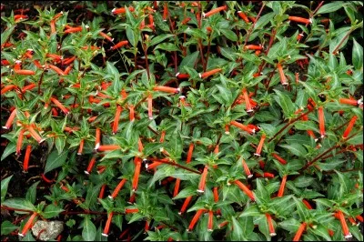 Cette plante porte pour nom : plante cigarette.